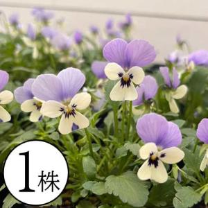 ビオラ 花ろまんシリーズ 春の海 ポット苗 1個...の商品画像