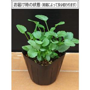 ビオラ 花ろまんシリーズ 恋もも ポット苗 1...の詳細画像1