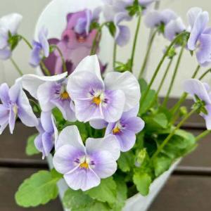 見元ビオラ ロシアンブルーの秘密 3.5号（直径10.5cm）ポット苗 1株 見