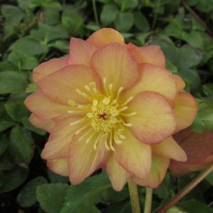 ミヨシのクリスマスローズ ホワイトオーケストラ セミダブル咲き・中輪