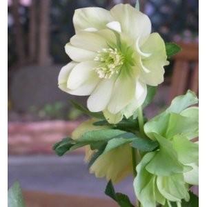 ミヨシのクリスマスローズ 八重咲き・中輪 プレムアムコレクション