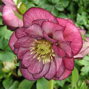 クリスマスローズ 花 苗 八重咲き ピコティ系ダブル 9cmポット 松村