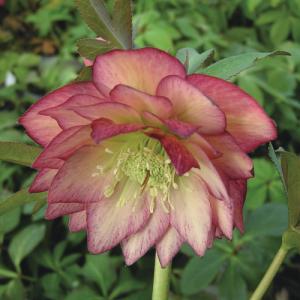 ミヨシのクリスマスローズ あんず小鞠 八重咲き・中小輪 ハイエンド