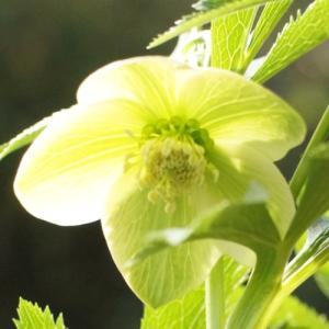 クリスマスローズ 原種の商品一覧 通販 Yahoo ショッピング