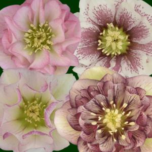 イングの森 花 苗 育て方 今 旬なのはこれ 新着 再開商品情報 Yahoo ショッピング