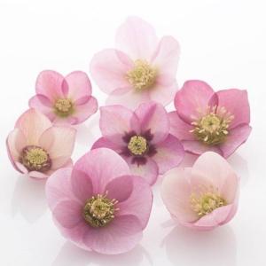 クリスマスローズ カラーゴールドダブルミックス（色お任せ） 八重咲き