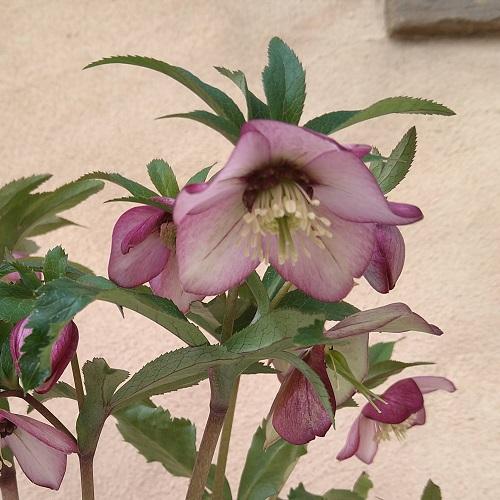 ミヨシのクリスマスローズ プチドール 紬(つむぎ) バイカラー・一重咲き多花性小輪 ハイエンドセレク...