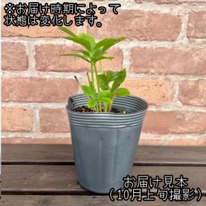 クリスマスローズ 2年物 八重咲きレッド系ダブ...の詳細画像2