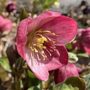 完全生産者限定品 クリスマスローズ 雪の妖精シリーズ ケイティ 5号鉢