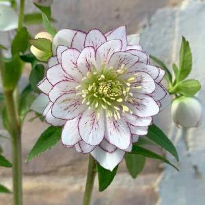 【花苗】クリスマスローズ　ホワイトオーケストラ　アネモネ咲き 中輪 タグ付き正規 花苗】クリスマスローズ ホワイトオーケストラ アネモネ咲き 中