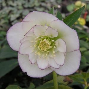 蕾12　認定プリマヴェーラ　セミダブル　クリスマスローズ 蕾12 認定プリマヴェーラ セミダブル クリスマスローズ