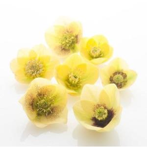 ⭐8㎝CD⭐花*花／2枚セット（入手困難、希少）