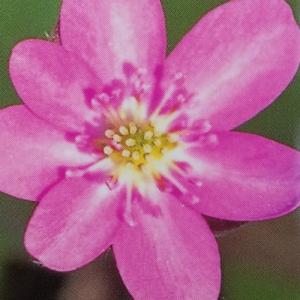 ミスミソウ 花の商品一覧 通販 Yahoo ショッピング
