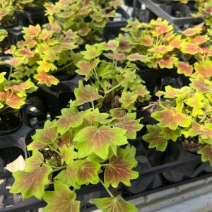 多肉植物 アガベ 王妃笹の雪 B型 2.5号ポット苗 : やましち山野草店