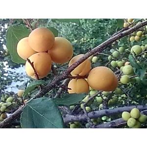 果樹苗 梅 苗木 露茜 (つゆあかね) PVP 1年生 接木 4.5号(直径13.5cm