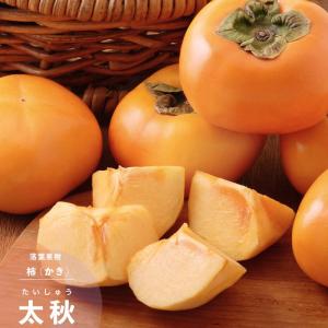柿の苗木 太秋柿 完全甘柿 1年生接木苗 爆買いweek : 苗木部 花ひろば