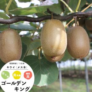キウイの苗木 ゴールデンキング 【果樹の苗木 4.5号ポット／1個売り