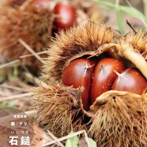 栗 果樹 苗木 大実 天津甘栗 1年生接木苗 4.5号 (直径13.5cm)ポット