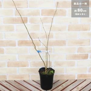 マルベリー 果樹 苗木 クワ 桑の実 4.5号...の詳細画像1