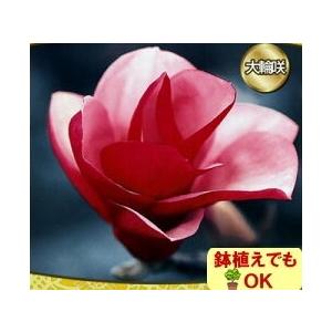 木蓮 苗木 錦 花 モクレン 落葉樹 4 5号 直径13 5cm ポット N14 Mokuren Niy イングの森 花 苗 球根 育て方 通販 Yahoo ショッピング
