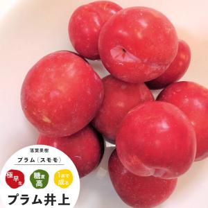 すもも(プラム)苗木 ハリウッド（紅葉すもも） : 植物・園芸専門店 花