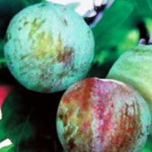 すもも(プラム)苗木 ハリウッド（紅葉すもも） : 植物・園芸専門店 花