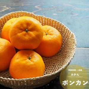 ポンカン ぽんかん 樹高0.2m前後 9.0cmポット （5本セット）（送料無料