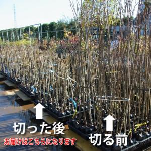 サクラ 苗木 さくら 桜 春 落葉高木 紅花し...の詳細画像1