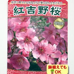 サクラ 苗木 春 落葉高木 家庭樹 紅吉野桜 4.5号 13.5cm ポット 鉢植え｜hanamankai