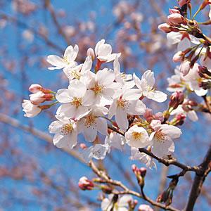 ソメイヨシノ さくら 花 苗木 桜 サクラ 染井吉野 4.5号 直径13.5cm ポット 鉢植え 家庭樹 落葉高木｜hanamankai