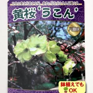 ウコンザクラ 花 苗木 落葉高木 さくら 春 黄桜 うこん 4.5号 13.5cm ポット 家庭樹 ...