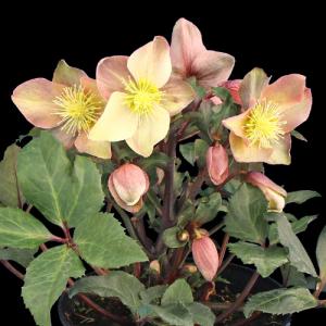 花苗 厳選クリスマスローズAセット 3種3株 送料無料 : 花と緑 国華園