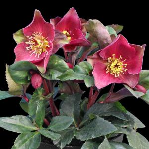 完全生産者限定品 クリスマスローズ 雪の妖精シリーズ ケイティ 5号鉢