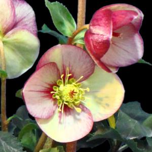 クリスマスローズ 品種おまかせ10株セット 花郷園オリジナル品種 : 花