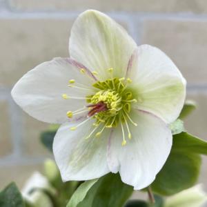 クリスマスローズ開花株 SDモーリー毬姫 445 現品限り : 金井園芸