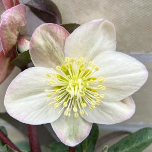 完全生産者限定品 クリスマスローズ 雪の妖精シリーズ ケイティ 5号鉢