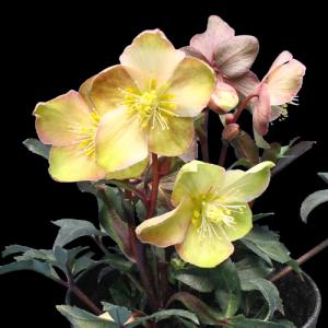 クリスマスローズ 品種おまかせ10株セット 花郷園オリジナル品種 : 花