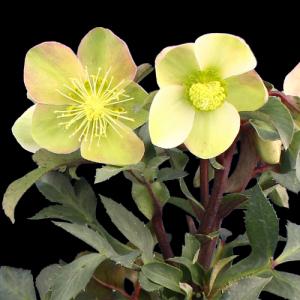 クリスマスローズ 品種おまかせ10株セット 花郷園オリジナル品種 : 花