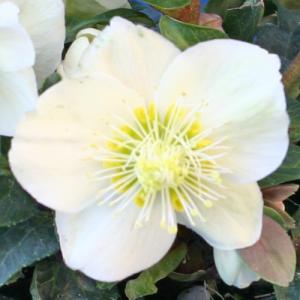 完全生産者限定品 クリスマスローズ 雪の妖精シリーズ ケイティ 5号鉢