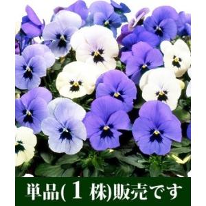 パンジービオラ オセロブルー ポット苗 1個 パ...の商品画像