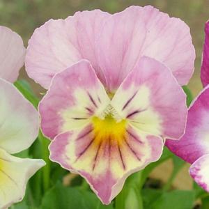 ビオラ ピンクの商品一覧 通販 Yahoo ショッピング