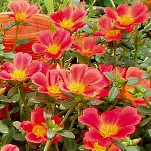 ポーチュラカ 苗 鮮やかレッド 2株セット 可憐な一重咲き 育て方の説明書付き On Pochuraka 4 イングの森 花 苗 育て方 通販 Yahoo ショッピング