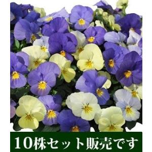 ビオラ 寄せ植えのランキングtop100 人気売れ筋ランキング Yahoo ショッピング