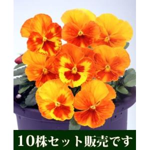 パンジー マリア オレンジスライス ポット苗 1...の商品画像