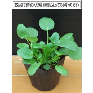 パンジー マリア オレンジスライス ポット苗 ...の詳細画像1