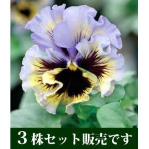 パンジー フリズルシズル イエローブルースワール...の商品画像