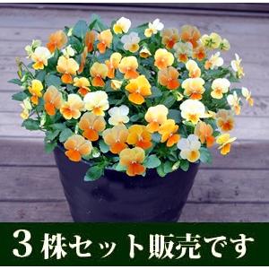 ビオラ ひとつぶの涙 プラスノベル ポット苗 3個セット 花苗 冬 すみれ