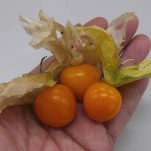 イングの森 花 苗 育て方 ホオズキ ほおずき 夏 秋楽しむ Yahoo ショッピング