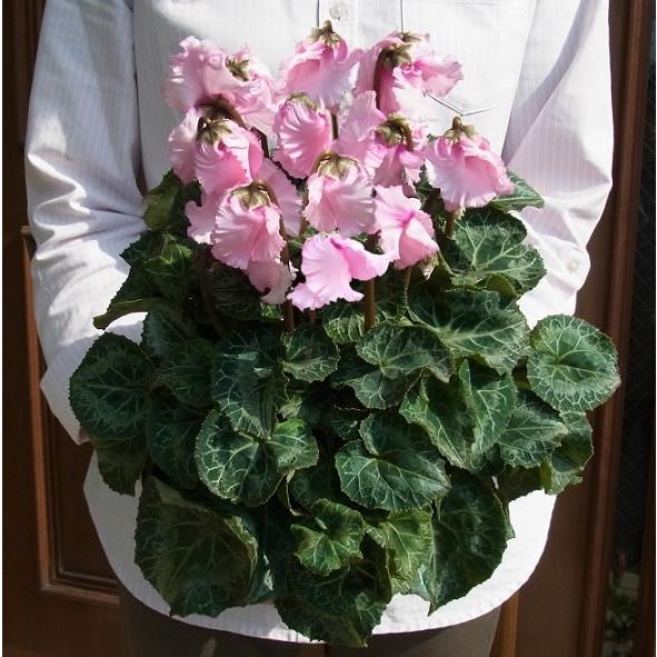 シクラメン 花 鉢植え ファルバラローズ 5号ロング 土容量5.5号相当  他品同梱不可　フランスモ...