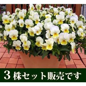 ビオラ ゆうちゃん ポット苗 3個セット すみれ パンジー ビオラ 苗 イングリッシュガーデン 寄せ植え V35 3 イングの森 花 苗 育て方 通販 Yahoo ショッピング